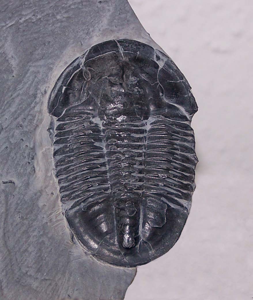 Trilobite