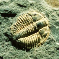 Fosil Trilobite