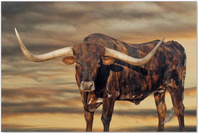 Texas Longhorn